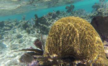 Scientists Analyze Global Warming in Caribbean Coral Reefs
