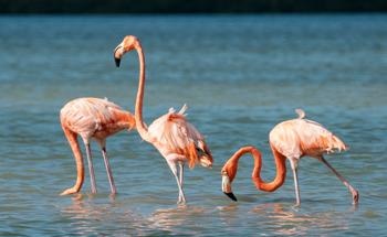 Researchers Examine the Negative Impact on Flamingo Population Due to Climate Change and Lithium Mining