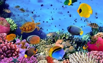 Some Coral Species Display Resilience to the Effects of Ocean Warming