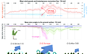 Dynamic Response of Trees and their Survival in Tropical Cyclones