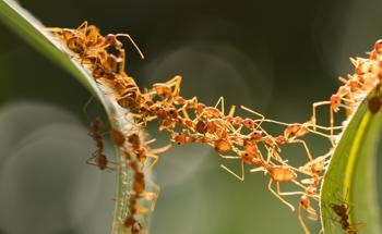 How the Eusocial Nature of Ants Influences Their Response to Climate Change
