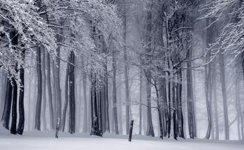 Huge Trees Increase Water Source in Forests by Shielding Snowpack