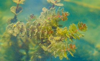 Biofuel from Microalgae Could Accelerate the Transition Toward Alternative Energy Sources