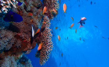 Researchers Show How Urbanization Affects Coral