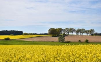 Study on Vegetable Oil Emissions Exposes the Need for Swift Action to Control Pollution