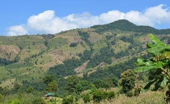 Carbon Loss Doubled Over the Past two Decades Due to Excessive Forest Removal in the Tropics, Study Finds