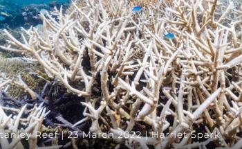 New Images, Footage Reveal Severe Coral Bleaching on Great Barrier Reef as UNESCO/IUCN Considers Whether to Recommend "in danger" Listing