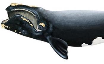 Warmer Oceans Imply Sound Will Travel Faster, Impacting Marine Animals