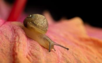 Losing the Gift of Camouflage