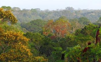 Growth of Tropical Trees Hindered by Increased Heat and Drought