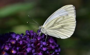 New Research Shows Warmer Temperatures Could Have an Impact on Butterflies