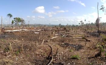 Crowdsourcing Helps Identify the Drivers of Deforestation to Combat Forest Loss in the Tropics