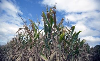 Comprehensive Assessment of the Development of Flash Droughts and the Underlying Mechanisms