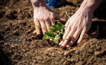 New Study Shows Inaccuracy in Estimates of the Carbon Cycle Used for Forecasting Climate Change