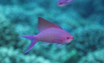 Functioning of Reef Ecosystem Affected by Delicate Balance of Ecological Processes