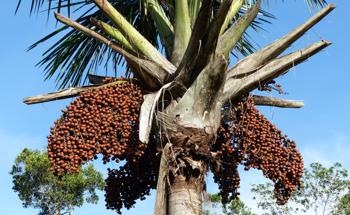 Alternative Method For Sustainable, Eco-Friendly Fruit Harvesting