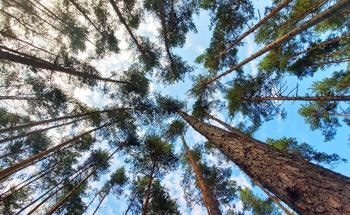 Study Provides First Near-Global Estimate of Aboveground Forest Biomass and the Carbon it Stores