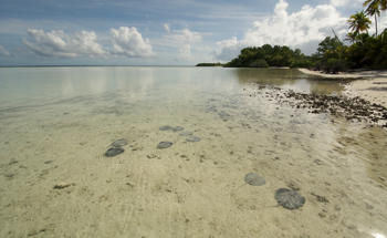 Researchers Attempt to Know More About the Lives of Stingrays in Seychelles