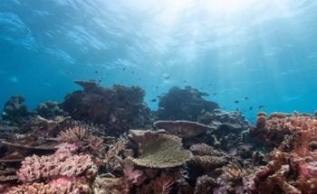 Coral Reefs Subjected to Severe Destruction by Ocean Warming Over the Last Three to Four Decades, Study Finds