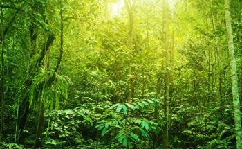Real Story of Global Temperatures Revealed by Records from Past Plant Life