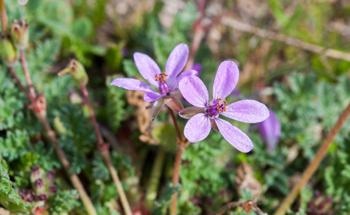Researchers Created Artificial Rainfall to Examine its Effects on Plants