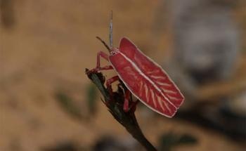 Reduced Insect Biodiversity Linked to Climate Change and Land Use