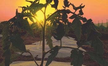 A Wax-Coated Sand Mulch Could Help Decrease Evaporation of Water on Desert Farms
