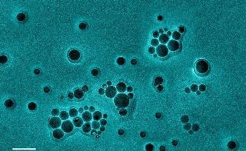 ASM Report Examines the Relationship Between Microbes and Climate Change