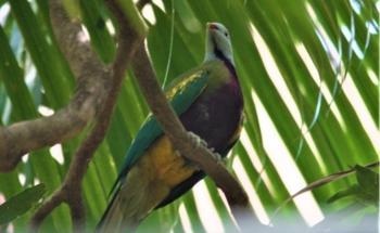 Rainforest Birds in Decline in Black Summer Bushfire Aftermath