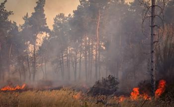 Study Highlights the Climate Risk Posed by Boreal Wildfires and Points to Fire Management as an Effective Way to Limit Emissions