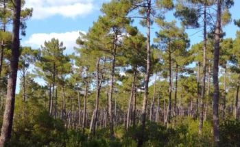 Researchers Develop New Model to Forecast Forest Tree Growth Based on Climate Factors
