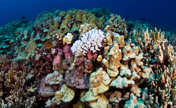 Researchers Map the Location of Living Corals Before and After a Major Marine Heatwave