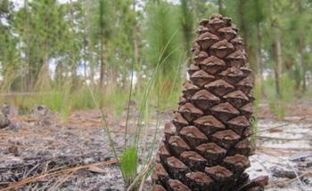 Study Findings Likely to be Helpful in Forest Management and Renewal Initiatives Worldwide