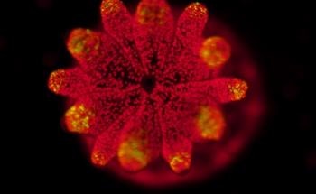 Coral-Algal Symbiosis Could Help Coral Reefs Endure Climate Change Triggered Bleaching Events