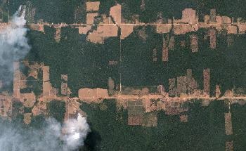 Tree Mortality in Tropical Regions Calls Into Question Global Pledges to End Deforestation by 2030