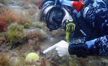 New Curtin Research Resurrects ‘Lost’ Coral Species