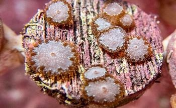Study Discovers Baby Corals are Also Exposed to Stony Coral Tissue Loss Disease