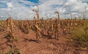Water Scarcity May Worsen in 80% of Croplands Globally Due to Climate Change