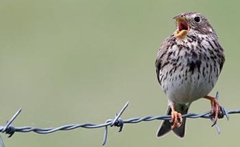 Bird Species Facing Heavy Decline Throughout the World, Study Finds