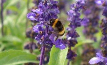 Shaping the Diversity of Pollinating Insects at Local and Landscape Scales Across Bavaria