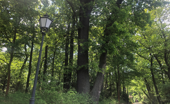Study Evaluates the Impact of Large-Scale Tree Restoration on Water Fluxes