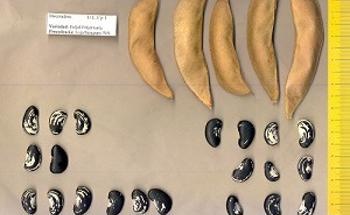 Study Analyzes Effect on the Locust Bean Due to Varying Climatic Conditions
