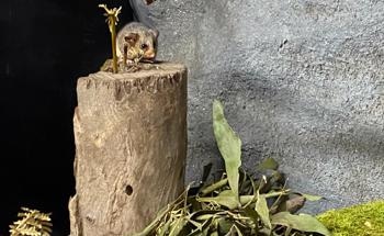 Mountain Pygmy-possums Find New Home at Lithgow Breeding Facility