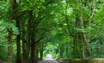 Sheffield Recognised as a Tree City of the World
