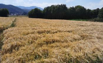 Study Analyzes the Causes of the 2021 Spring Southwestern China Extreme Drought