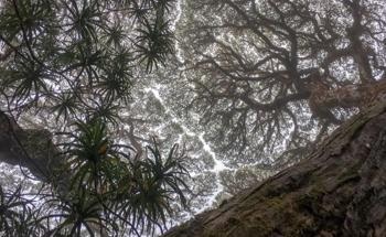 Climate Change: A Major Cause of Death for Rainforest Trees