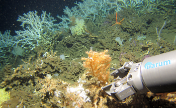 Food and Oxygen Supply to Play a Major Role in Life and Death of Coral Species