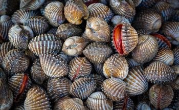 Strategies to Keep the Sustainable California Shellfish Industry Resilient Despite Climate Change