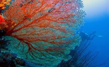 Iconic Coral Species Could Expand Its Range as a Result of Climate Change