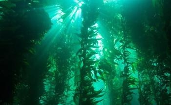 Study Finds Frequent Marine Cold Spells Could Help Keep Giant Kelp Happy